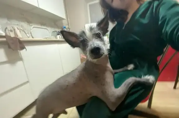 Собаки потеряшки, Донецк, фото: Потеряшка собака, 13, Донецк