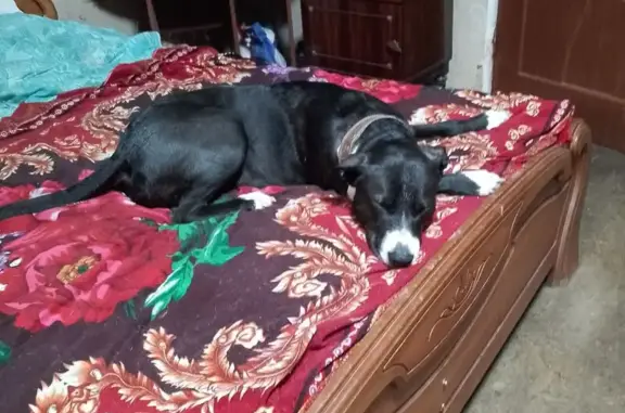 Собаки потеряшки, Краснополье, фото: Потеряшка собака, Калининградская обл.