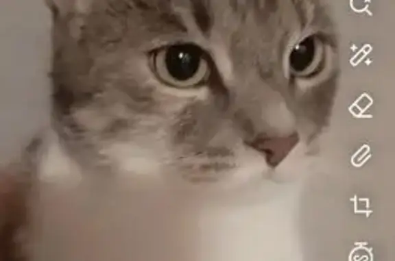 Пропала кошка, ул. Рахманинова, Краснодар