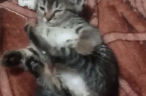 Пропала кошка, Высокая ул. 9, Ростов-на-Дону