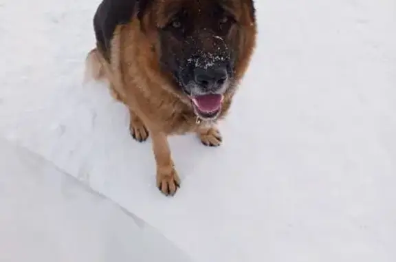 Найдена собака, Екатеринбург, фото: Овчарка найдена: Суходольская 47, Екб