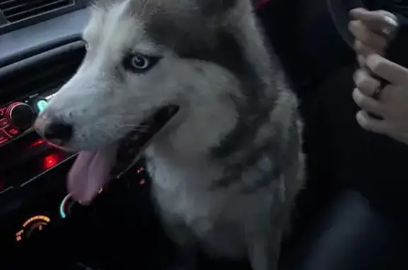 Найдена собака, Мичуринское, фото: Найдена собака, Финский пер., Мичуринское