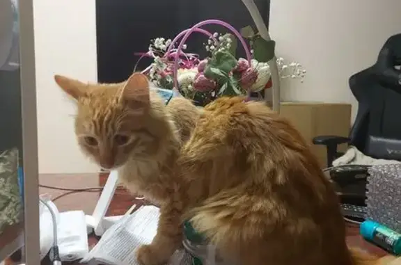 Потерянные животные Сыктывкар, фото: Пропала кошка, ул. Маегова, 32, Сыктывкар