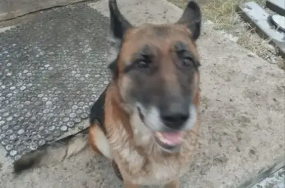 Найденные животные Абакан, фото: Собака найдена, ул. Цукановой 173, Абакан