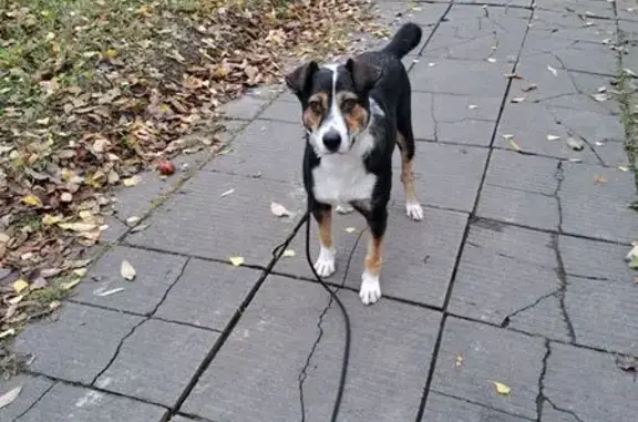 Объявления о пропавших и найденных животных, Манушкино, фото: Собака найдена: 46Н-12403, Манушкино