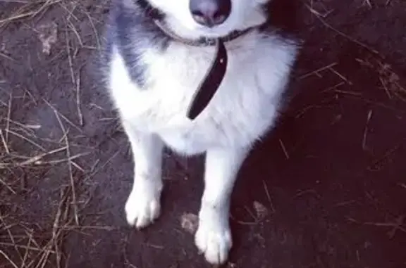 Пропала хаски, Белгородская обл.
