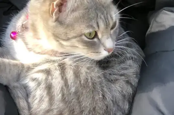 Пропала кошка, Канашская 12, Шадринск