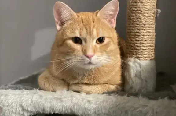 Найдена кошка, Петрозаводск, фото: Рыжая кошка найдена на Октябрьском, 13