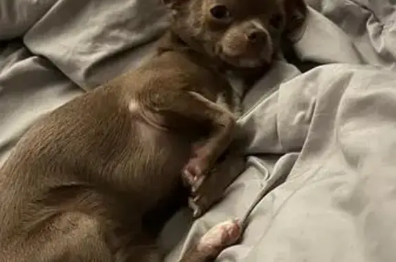 Пропала чихуахуа, 43 Ложки