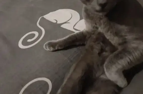 Пропала кошка, 2-я Краснодарская, 86