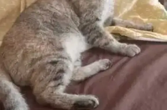 Кошки потеряшки, Абакан, фото: Потеряшка кошка, Кожевенная ул., Абакан