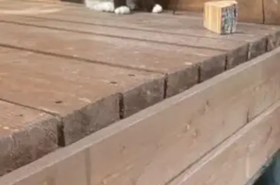 Пропала кошка, Ленинградская область