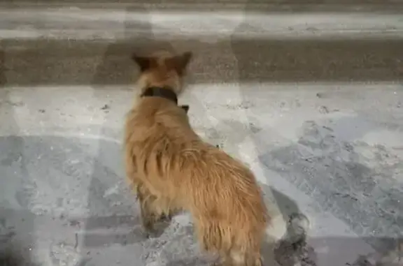 Найдена собака, Тула, фото: Собака найдена, Октябрьская 49/24, Тула