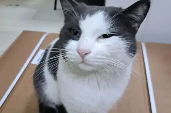 Пропала кошка, ул. Гоголя, 48, Краснодар