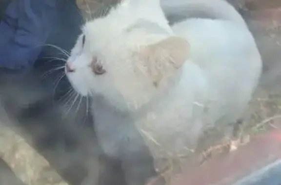 Пропала кошка, пр. Советов, 3, Чита