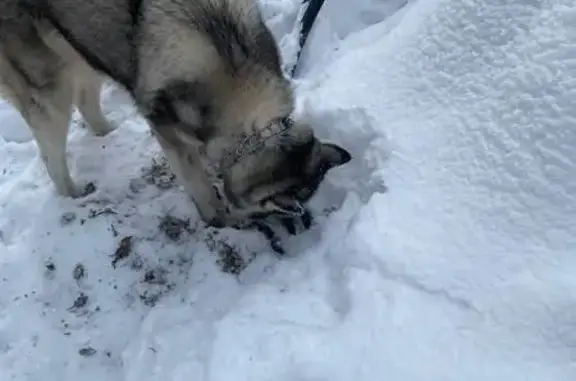 Найдена собака, Челябинск, фото: Хаски найдена, ул. Комарова, Челябинск