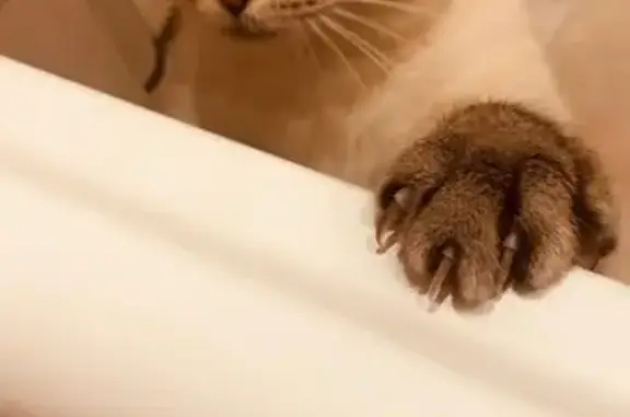 Потерянные животные Ухта, фото: Пропала кошка, проезд Строителей, 5, Ухта