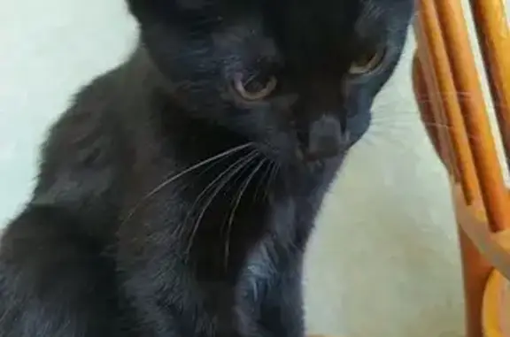 Найдена кошка, Волгоград, фото: Кошка найдена, ул. Таращанцев, Волгоград