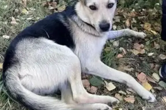 Пропала собака, Михайловское ш., Рязань