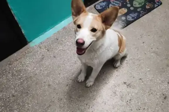 Найденные животные Магнитогорск, фото: Собака найдена: Вокзальная ул, 118, Магнитогорск