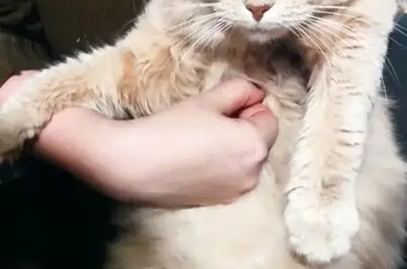 Найдена кошка, Долгопрудный, фото: Крупный бежевый кот найден на Октябрьской, 6