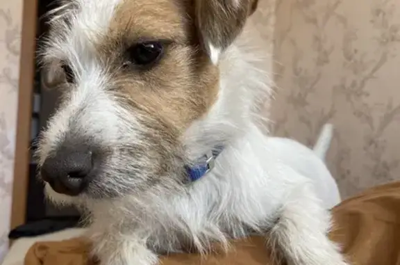 Пропала собака, Профсоюзная 26, Иркутск