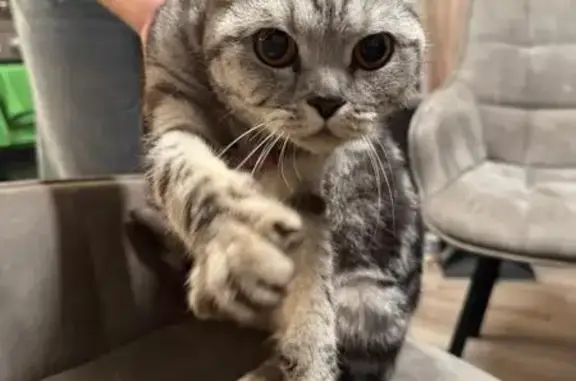 Кошка найдена: ул. Маршала Зах...
