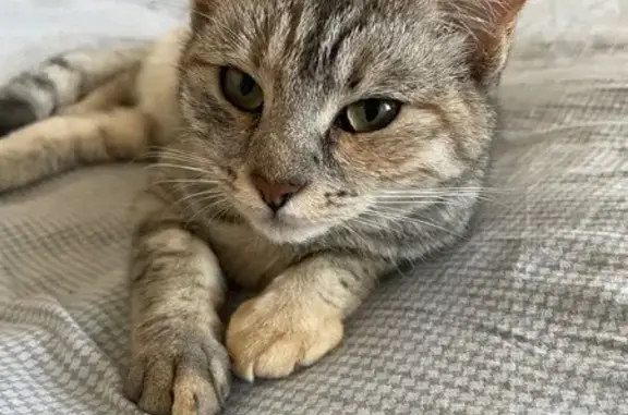 Пропала кошка, Слесарный пер., 31, Брянск