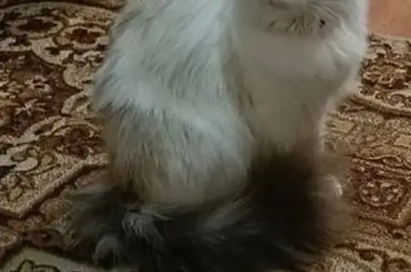 Пропала кошка, 3-й Калужский пер., Малоярославец