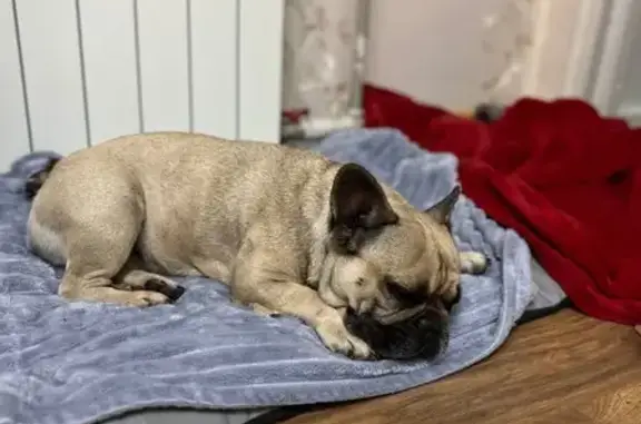 Найдена собака, Сочи, фото: Найдена собака, Курортный проспект, Сочи