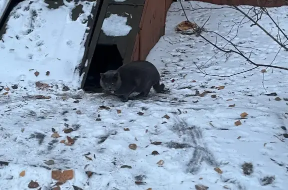 Объявления о пропавших и найденных животных, Москва, фото: Кошка найдена: пр. Будённого, 33А, Москва