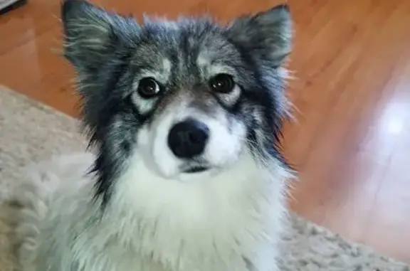 Пропала собака, 2-я Гранитная, Липецк