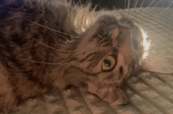 Кошки потеряшки, Мезень, фото: Потеряшка кошка, Октябрьский проспект, 68