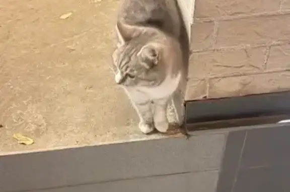 Кошка найдена: пер. Островског...