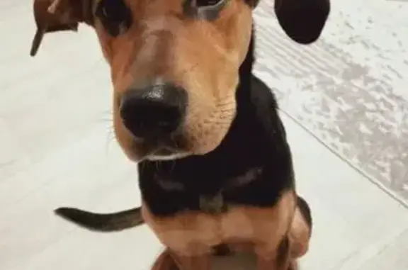 Найдена собака, Йошкар-Ола, фото: Щенок найден в Йошкар-Оле, Марий Эл