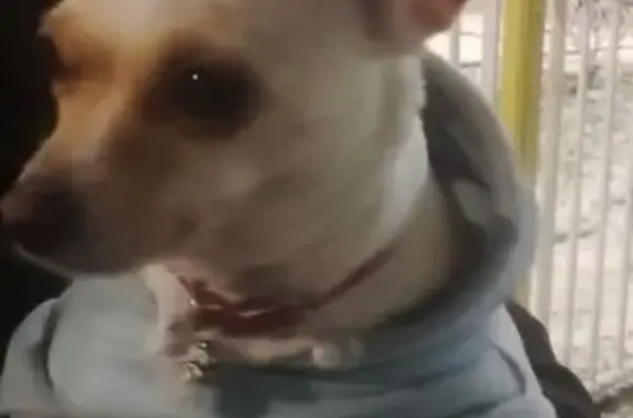 Найдена собака, Курск, фото: Собака найдена, пр. Клыкова 40А, Курск