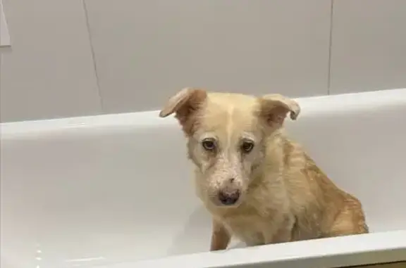 Найденные животные Подольск, фото: Найдена собака, Подольск