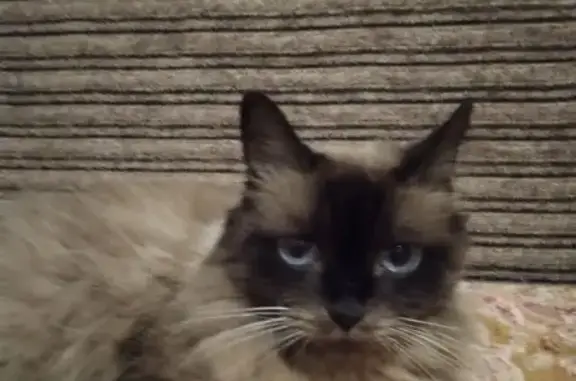 Пропала кошка, Пензенская ул. 57, Самара