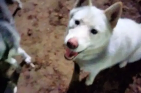 Объявления о пропавших и найденных животных, Ростов-на-Дону, фото: Белая лайка найдена в парке Собино, Ростов.