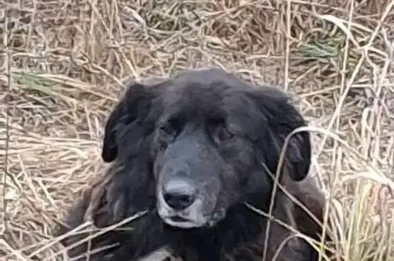 Пропала собака, Андреевское