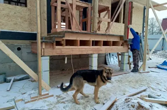 Найдена собака, д. Артемки, Мо...