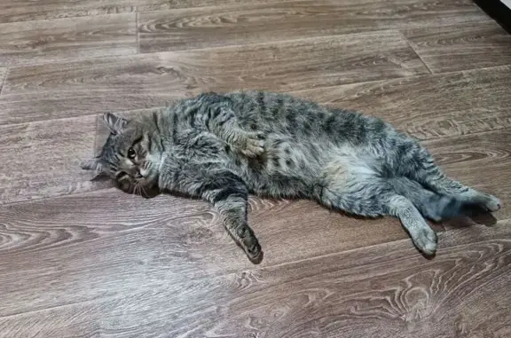 Пропала кошка, Батюшкова 1, Череповец