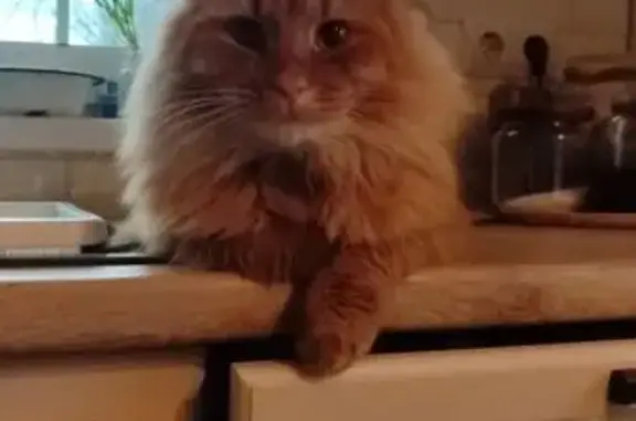 Пропала кошка, Пушкино