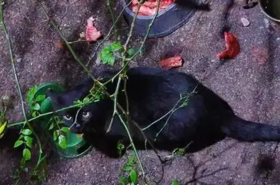 Пропал чёрный котёнок, ул. Чехова, 45