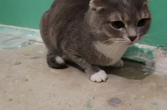 Кошка найдена: Профсоюзная 46,...