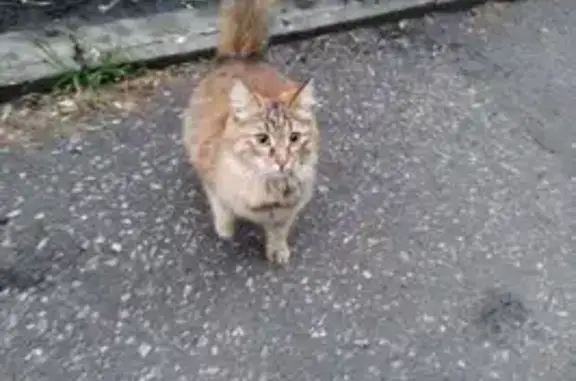 Пропала кошка, ул. Краснова, Пенза