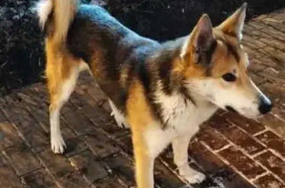 Пропала собака, Елизаветинское шоссе, 19