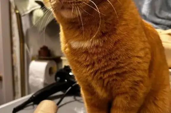 Пропала кошка на 5-й ул. Соколиной Горы, 20 к2