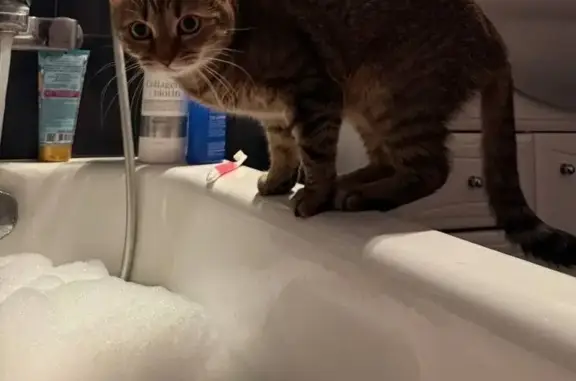 Пропала кошка, Мытищи