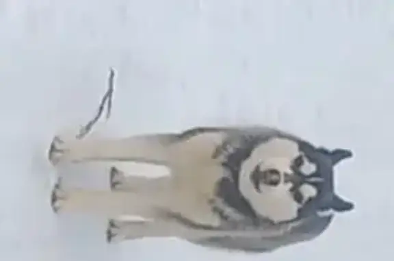 Найдена хаски, 64, МО